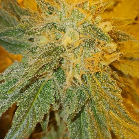 Royal Gorilla Automatic growlog photo: American
