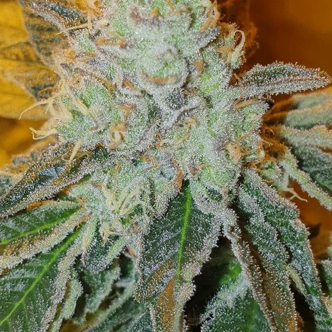 Royal Gorilla Automatic growlog photo: Week fio 3