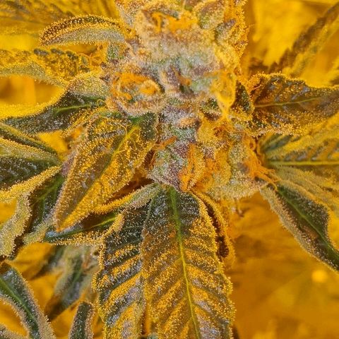 Royal Gorilla Automatic growlog photo: Week fio 3