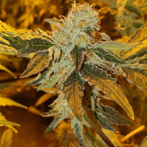 Royal Gorilla Automatic growlog photo: Week fio 3