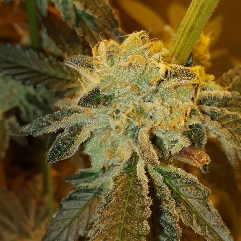 Royal Gorilla Automatic growlog photo: Week fio 3