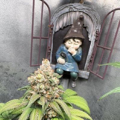 Avatar de Leksative