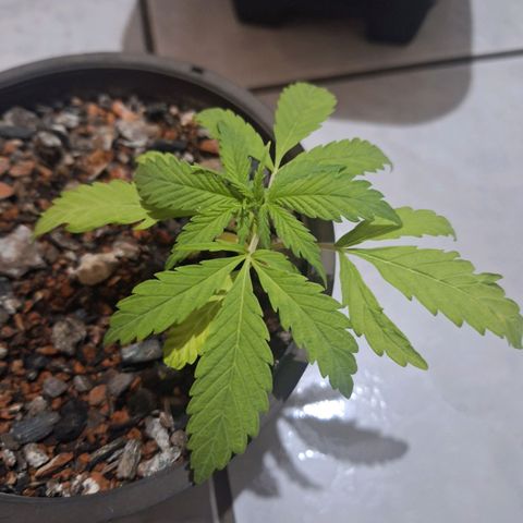 Prensado Paraguaio 🇵🇾 growlog timeline photo