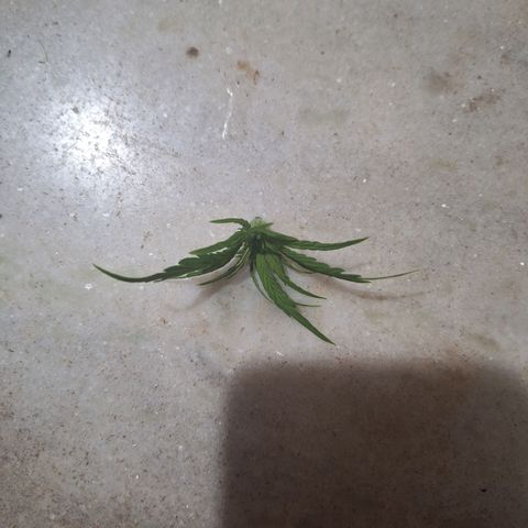 Prensado Paraguaio 🇵🇾 growlog timeline photo