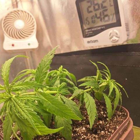 Prensado Paraguaio 🇵🇾 growlog timeline photo