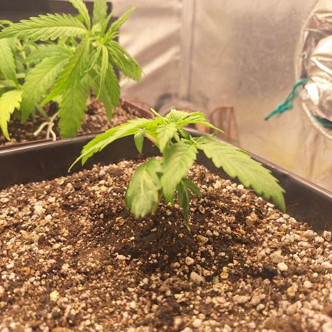 White Widow Auto 2 growlog timeline photo