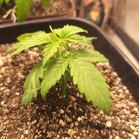 White Widow Auto 2 growlog timeline photo