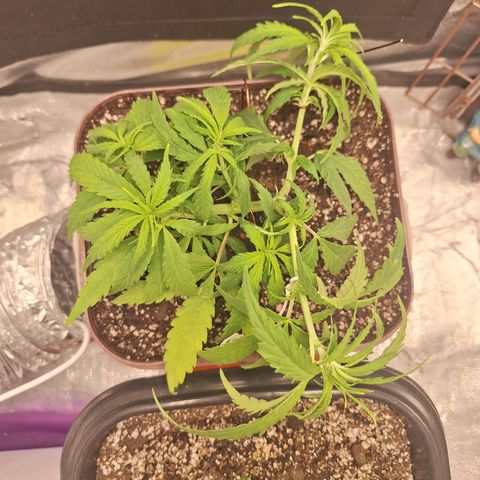 Prensado Paraguaio 🇵🇾 growlog timeline photo
