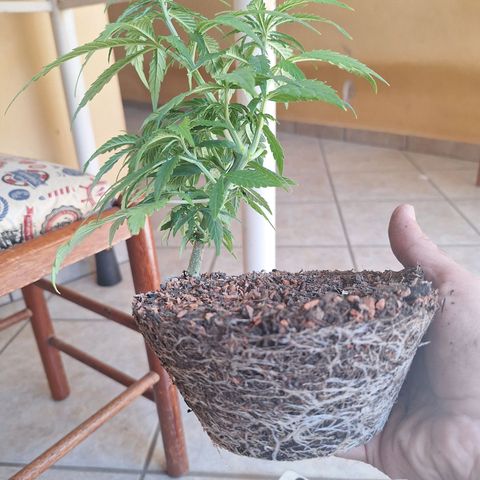 Prensado Paraguaio 🇵🇾 growlog timeline photo