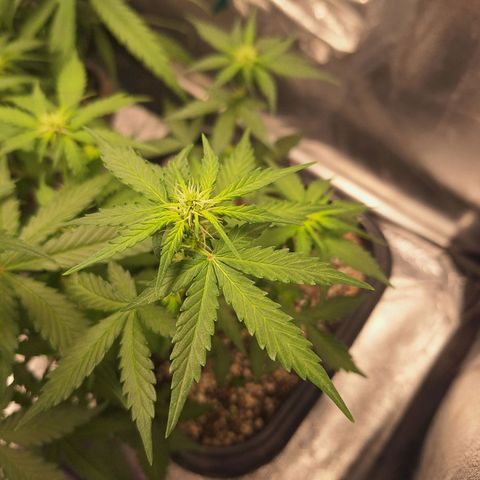 White Widow Auto 2 growlog timeline photo