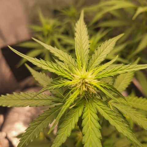 White Widow Auto 2 growlog timeline photo