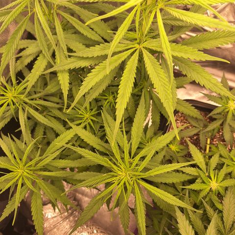 Prensado Paraguaio 🇵🇾 growlog timeline photo