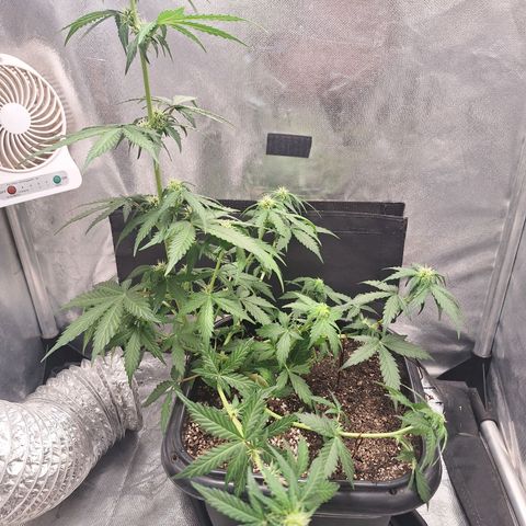 White Widow Auto 2 growlog timeline photo