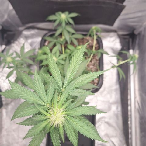 White Widow Auto 2 growlog timeline photo