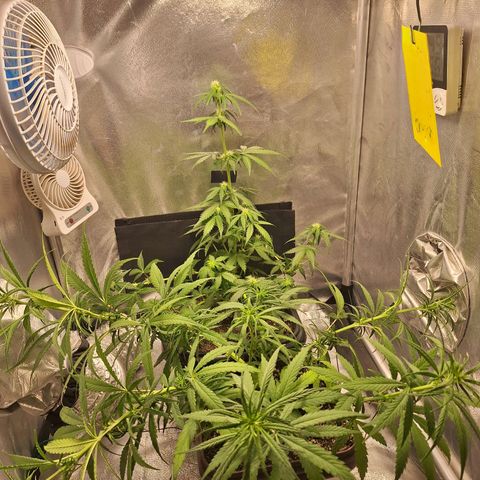 White Widow Auto 2 growlog timeline photo