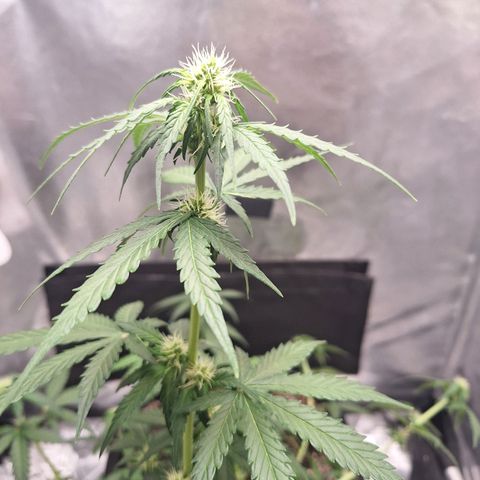 White Widow Auto 2 growlog timeline photo