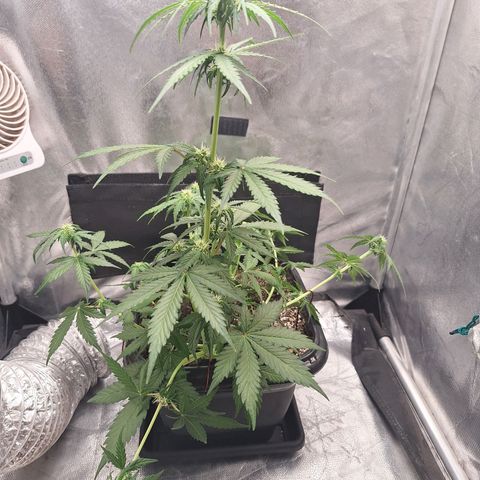 White Widow Auto 2 growlog timeline photo