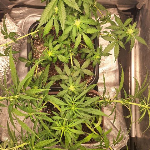 White Widow Auto 2 growlog timeline photo