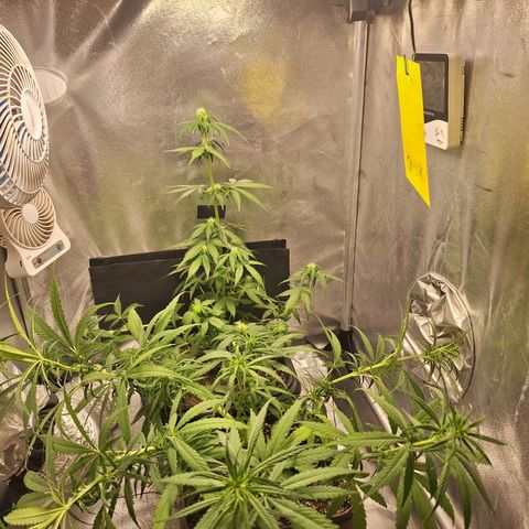 White Widow Auto 2 growlog timeline photo