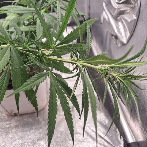 Prensado Paraguaio 🇵🇾 growlog timeline photo