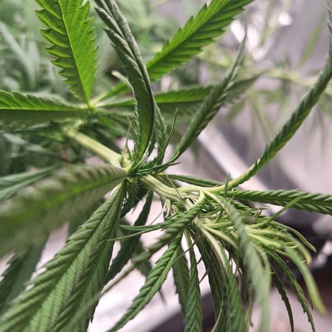Prensado Paraguaio 🇵🇾 growlog timeline photo