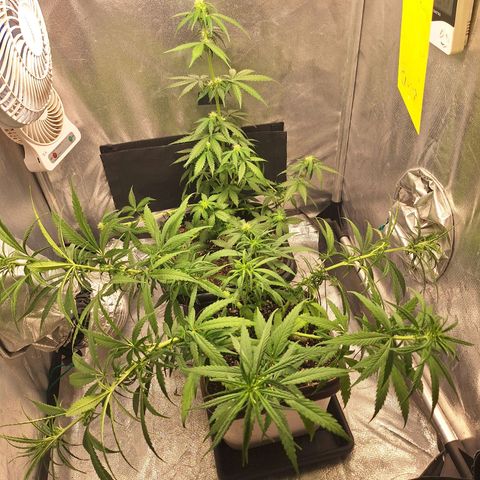 White Widow Auto 2 growlog timeline photo