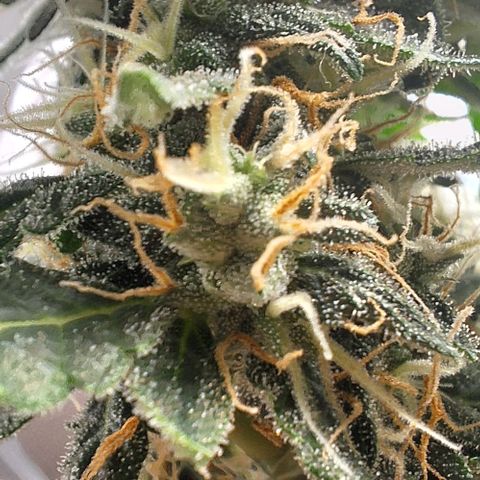 White Widow Auto 2 growlog timeline photo