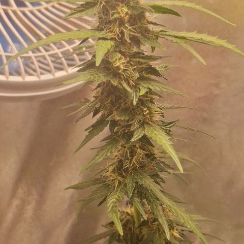White Widow Auto 2 growlog timeline photo
