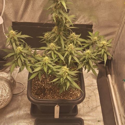 White Widow Auto 2 growlog timeline photo