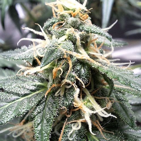 White Widow Auto 2 growlog timeline photo