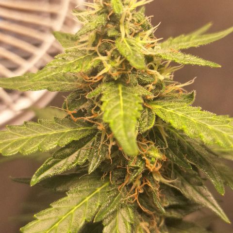White Widow Auto 2 growlog timeline photo