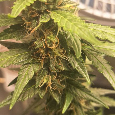 White Widow Auto 2 growlog timeline photo