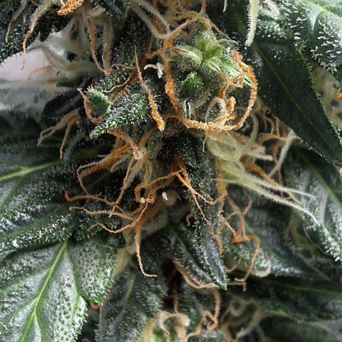 White Widow Auto 2 growlog timeline photo