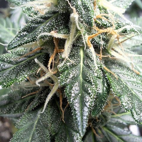 White Widow Auto 2 growlog timeline photo