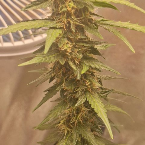 White Widow Auto 2 growlog timeline photo