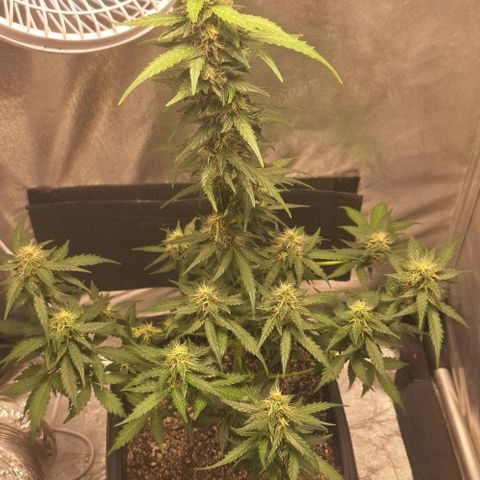 White Widow Auto 2 growlog timeline photo