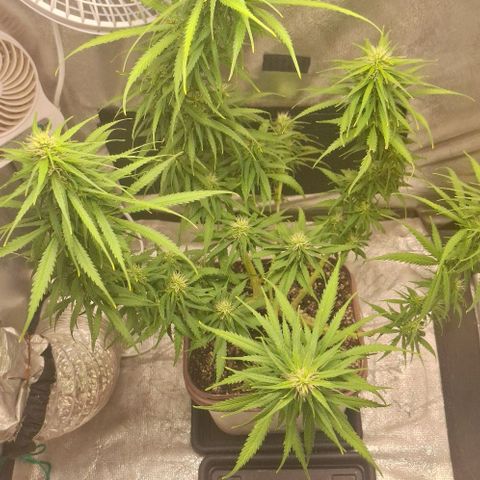 Prensado Paraguaio 🇵🇾 growlog timeline photo