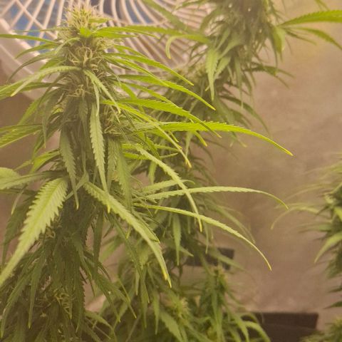 Prensado Paraguaio 🇵🇾 growlog timeline photo