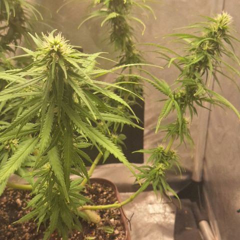 Prensado Paraguaio 🇵🇾 growlog timeline photo