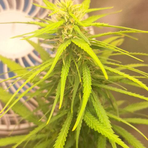 Prensado Paraguaio 🇵🇾 growlog timeline photo