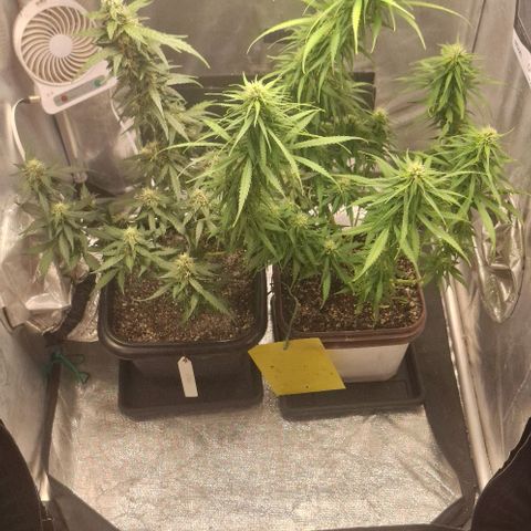 Prensado Paraguaio 🇵🇾 growlog timeline photo