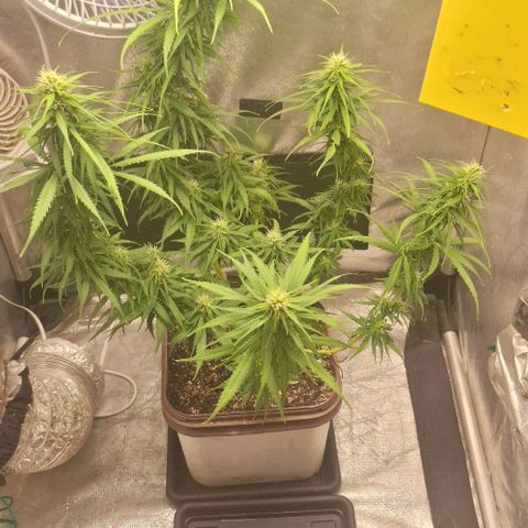 Prensado Paraguaio 🇵🇾 growlog timeline photo