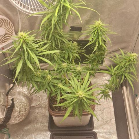 Prensado Paraguaio 🇵🇾 growlog timeline photo