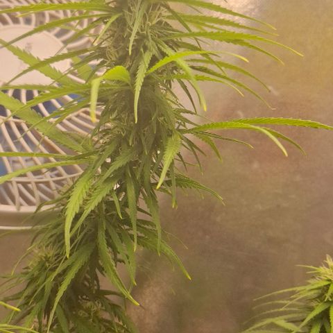 Prensado Paraguaio 🇵🇾 growlog timeline photo