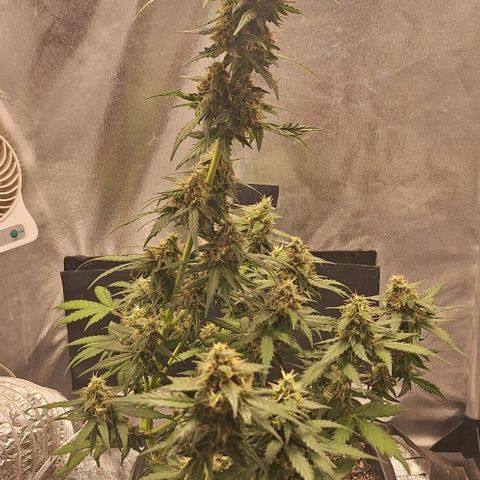 White Widow Auto 2 growlog timeline photo