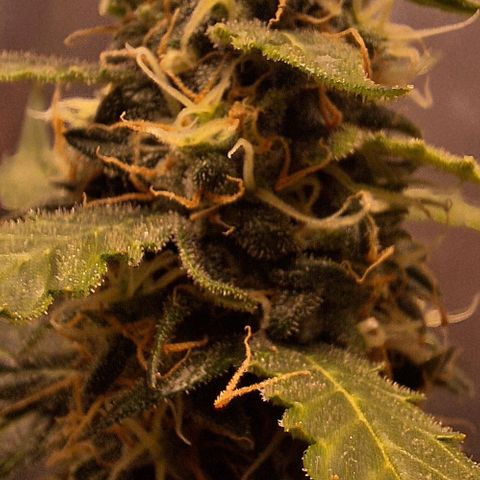 White Widow Auto 2 growlog timeline photo