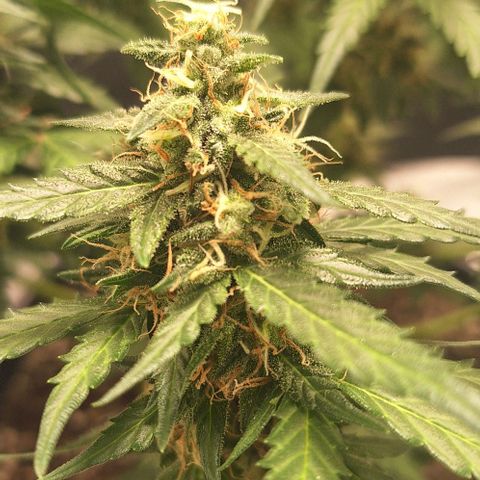 White Widow Auto 2 growlog timeline photo