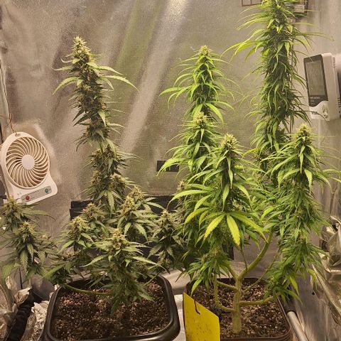 White Widow Auto 2 growlog timeline photo