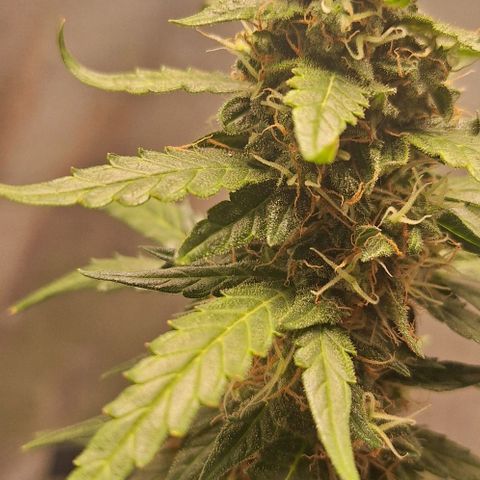 White Widow Auto 2 growlog timeline photo