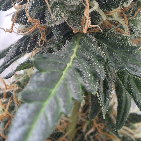 White Widow Auto 2 growlog timeline photo